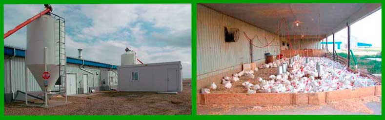 LP Farm Fresh Chicken - Indoor and outdoor chicken barn